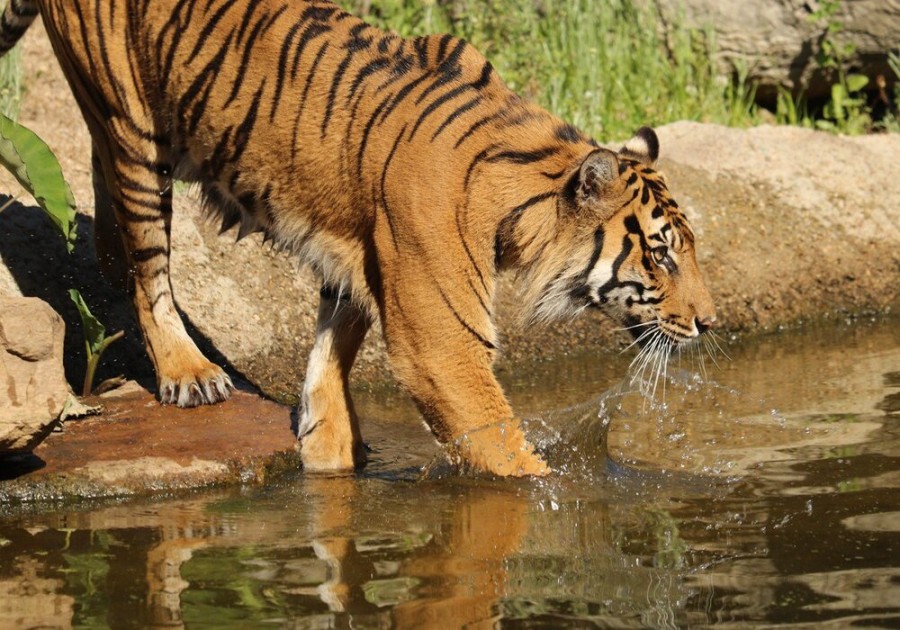 Kalakkad Mundanthurai